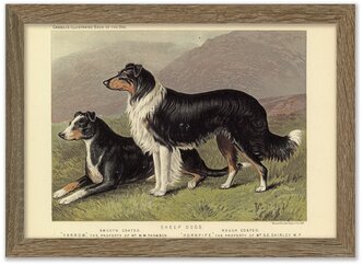 Картина 30х21 в раме, "Гладкошёрстная и жесткошёрстная овчарки" из книги собак 1881 г.