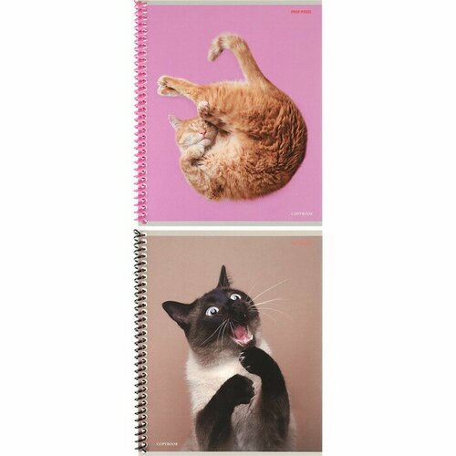 Проф-Пресс Тетрадь 48 листов в клетку на гребне Такие смешные кошки, обложка мелованный картон, микс