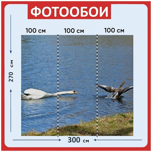 Фотообои Лебедь серый гусь птицы 300x270 см флизелиновыена стену 3970₽