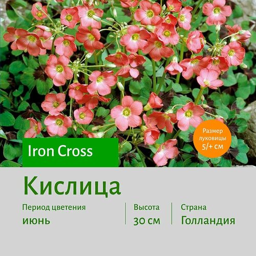 Кислица Айрон Крос (Iron_Cross) 20 шт сотка желтый, красный