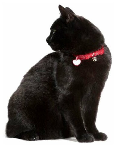 Hunter Smart ошейник для кошек Glossy Dots красный в горошек - фотография № 10