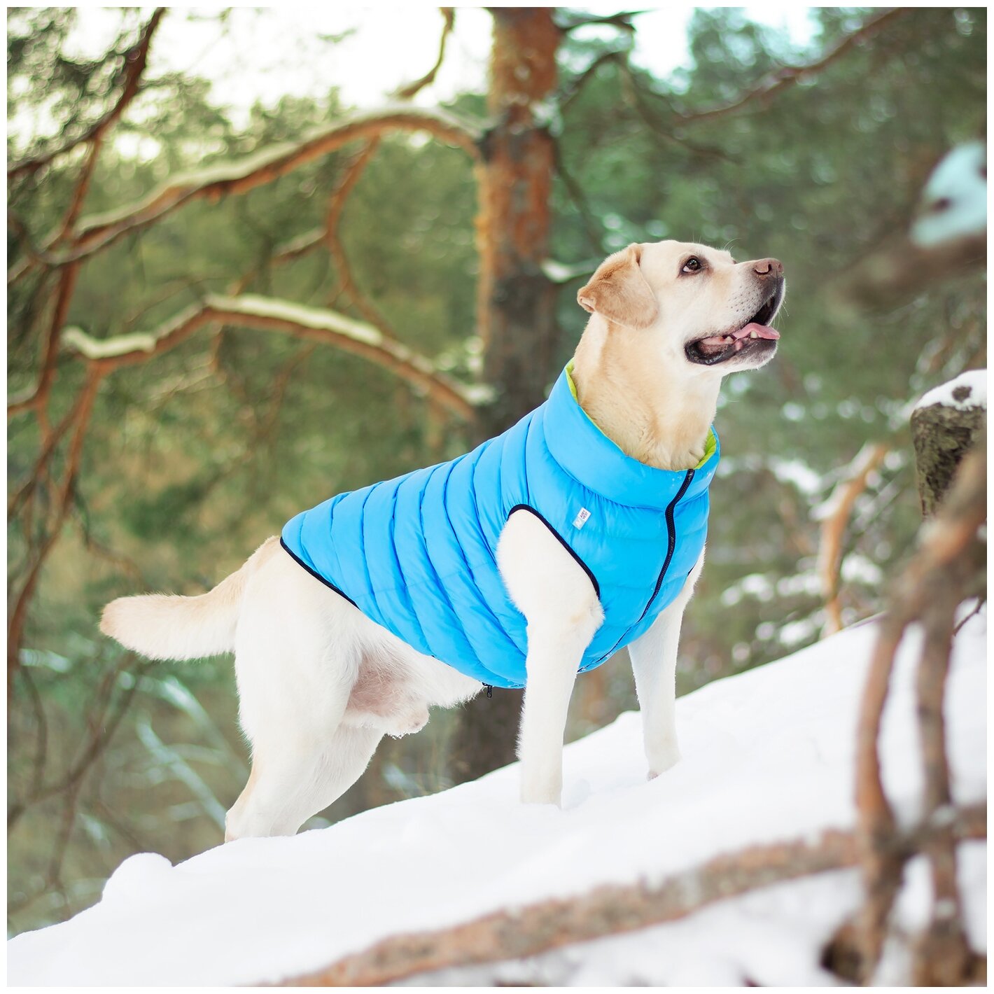 Курточка для собак AiryVest двусторонняя, размер S 30, салатово-голубая - фотография № 8