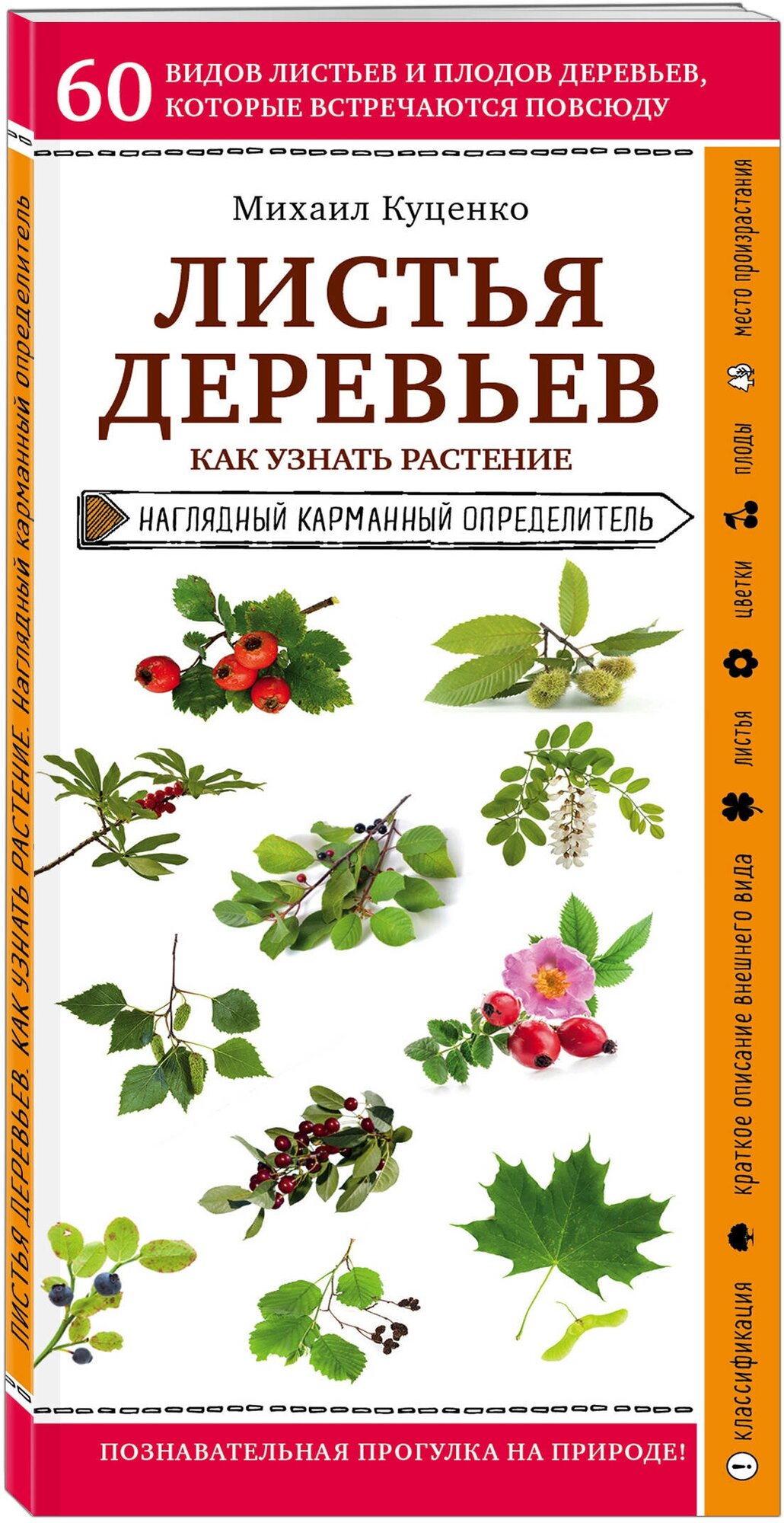 Куценко М. Листья деревьев. Как узнать растение