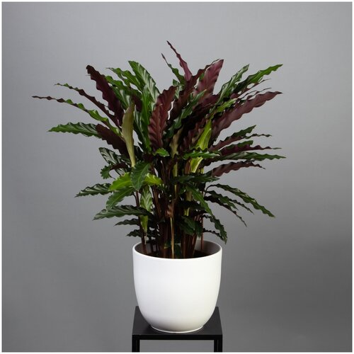 Калатея Элгерграсс (D-17, Н-60)