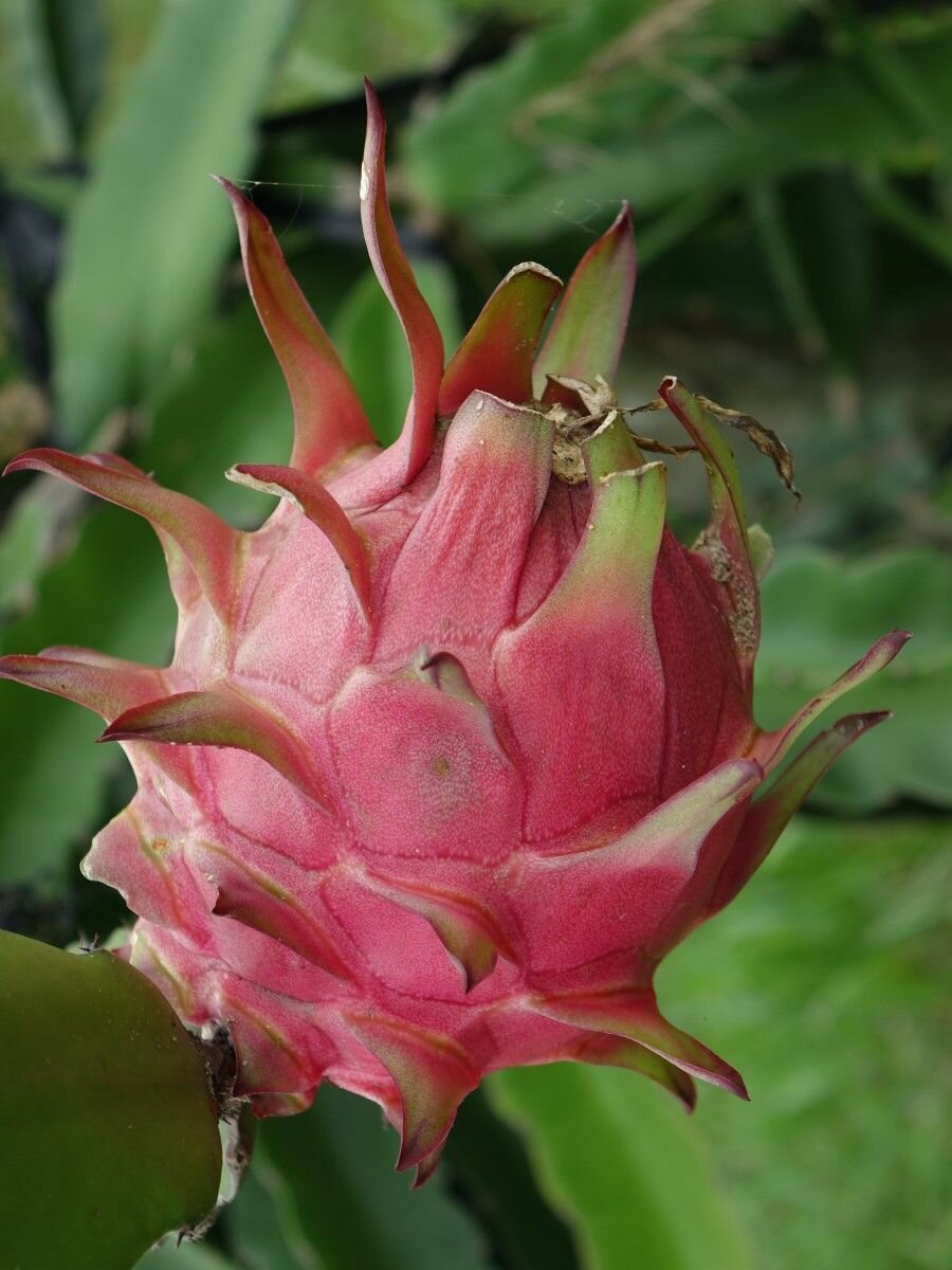 Семена Питахайя красная белая мякоть (Hylocereus undatus), 10 штук