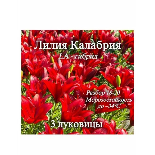 Лилия красная 3шт