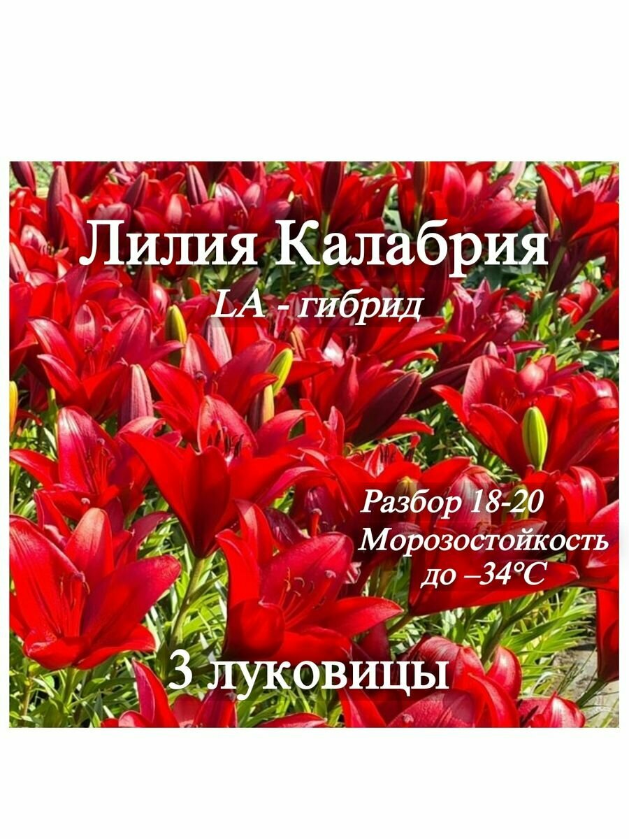 Лилия красная 3шт