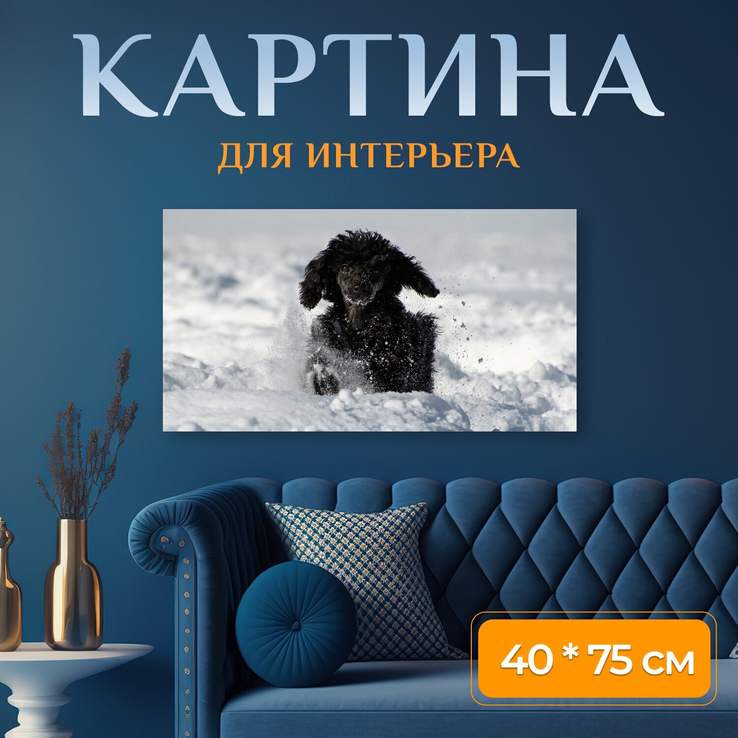 Картина на холсте "Собака, пудель, миниатюрный пудель" на подрамнике 75х40 см. для интерьера