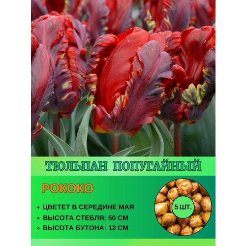 Тюльпан попугайный, луковицы 5 штук