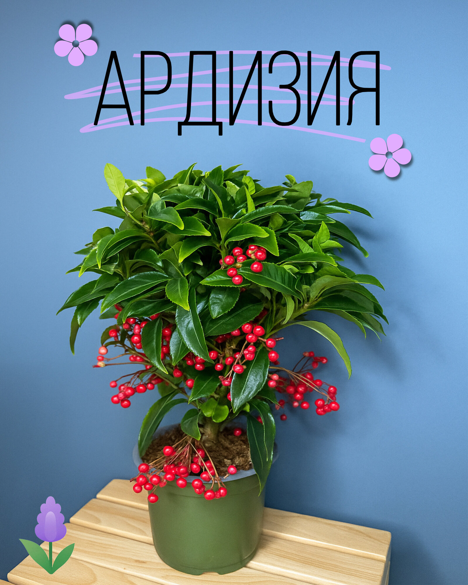 Ардизия (Ardisia crenata) — вечнозелёное декоративное растение с яркими ягодами