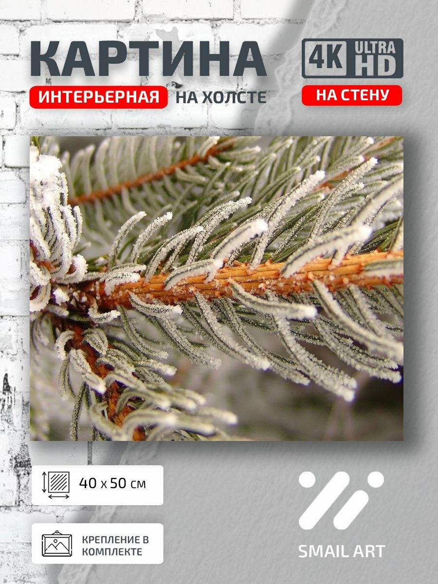 Картина на холсте интерьерная 40 на 50 на стену Ель spruce для офиса пейзаж интерьер декор