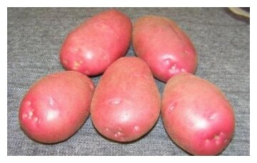 Семенной картофель для посадки Любава 2 кг
