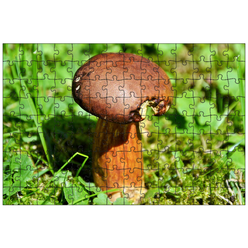 фото Магнитный пазл 27x18см."гриб, трубчатый гриб, коричневый кап" на холодильник lotsprints