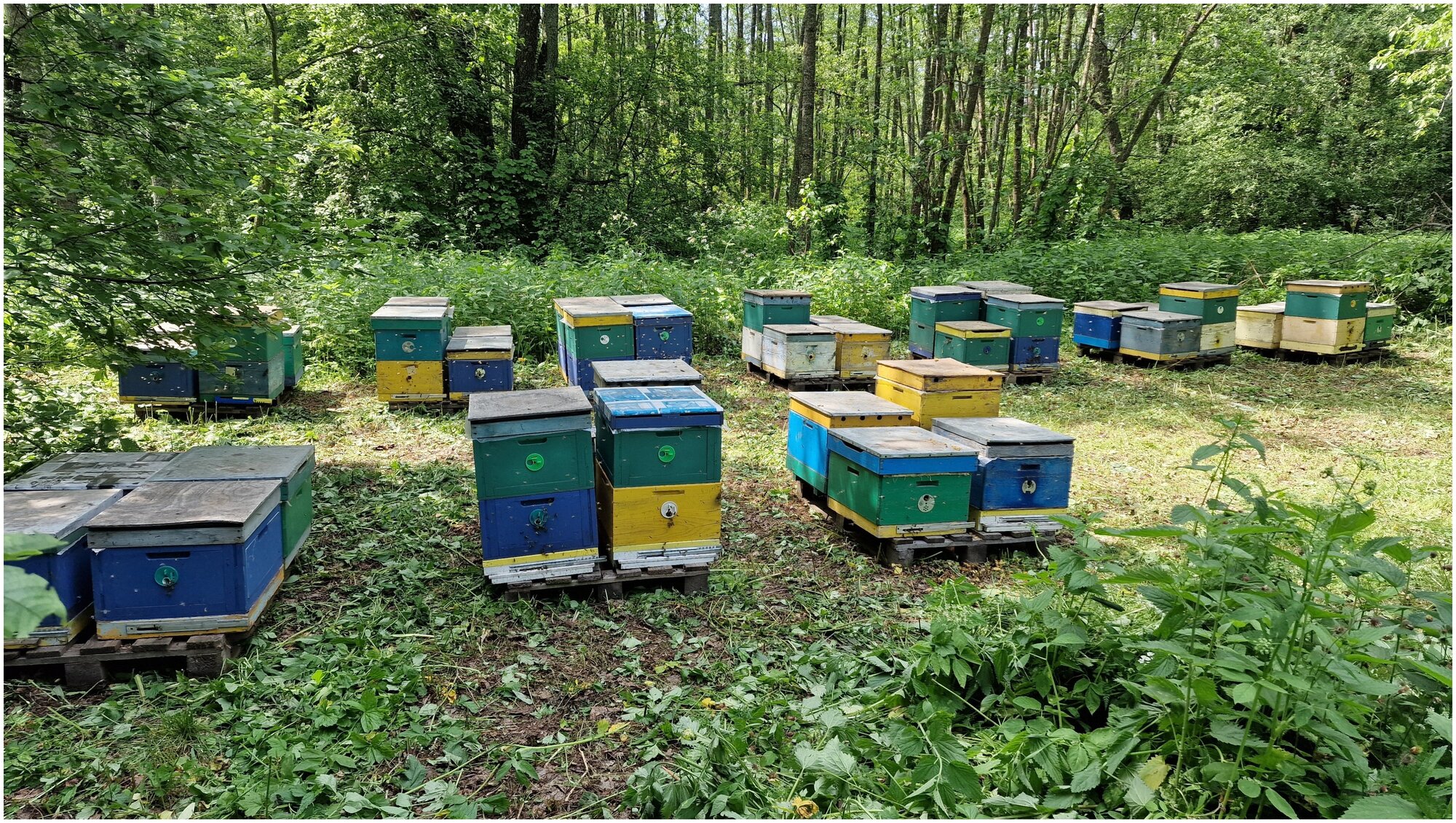 Мёд цветочный натуральный лесной 0,5 кг. / урожай 2022 года / ГОСТ / Honey day - фотография № 6