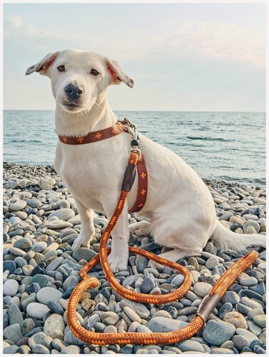 Изображение товара Поводок для собак Japan Premium Pet особо прочный DАISKI со стоппером на карабине, размер M