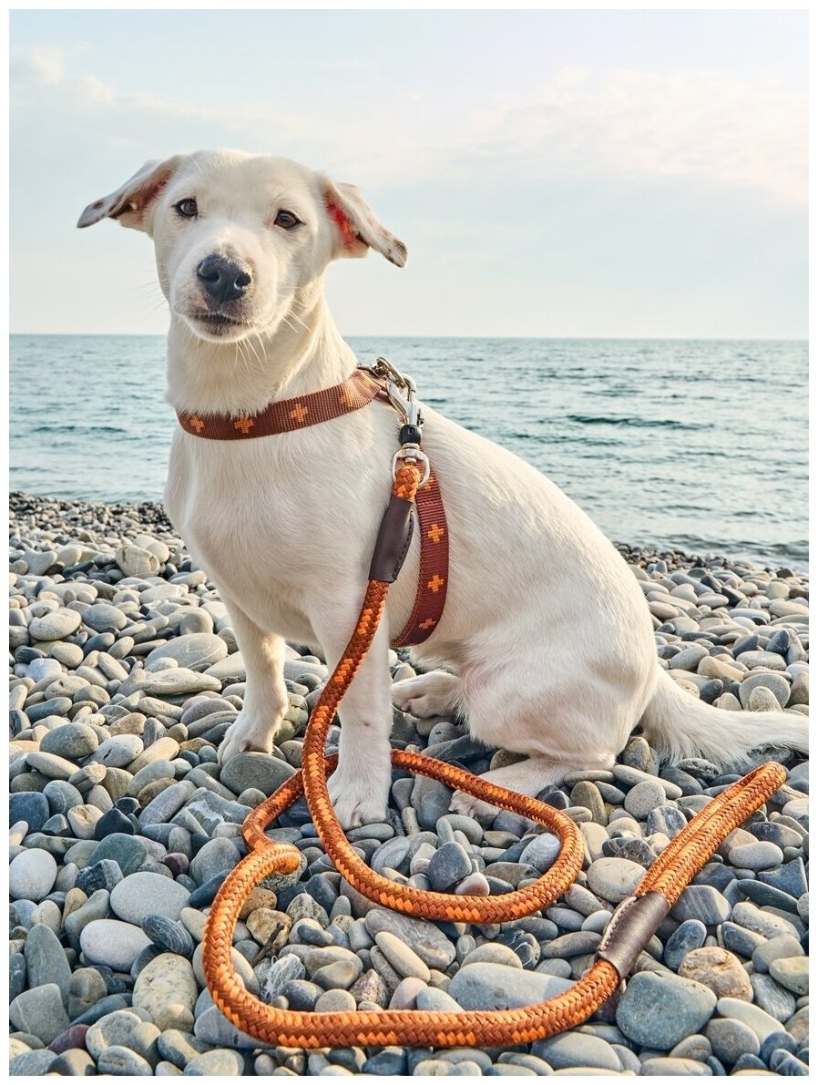 Поводок для собак Japan Premium Pet особо прочный DАISKI со стоппером на карабине, размер M
