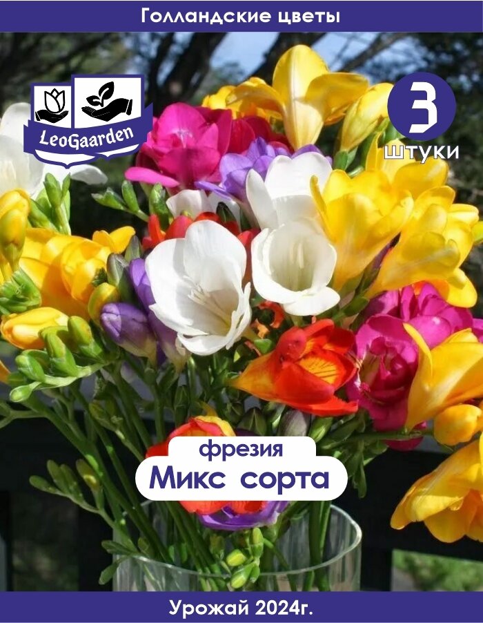 Луковица Фрезия микс сортов 3шт (Leogaarden)