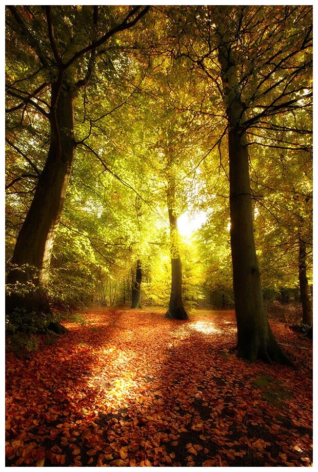 Фотообои Уютная стена "Луч солнца в осеннем лесу" 180х270 см Виниловые Бесшовные (единым полотном)