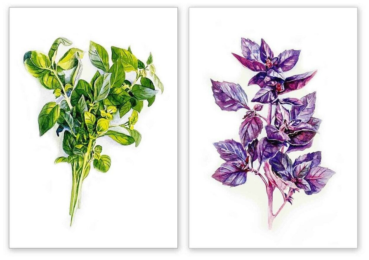 Комплект-набор из 2-х интерьерных ботанических постеров 
