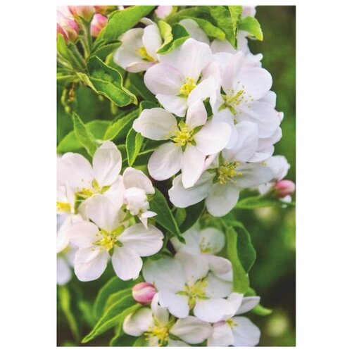 Фотообои BELLISSIMO Волшебная яблоня 14х20м 990₽