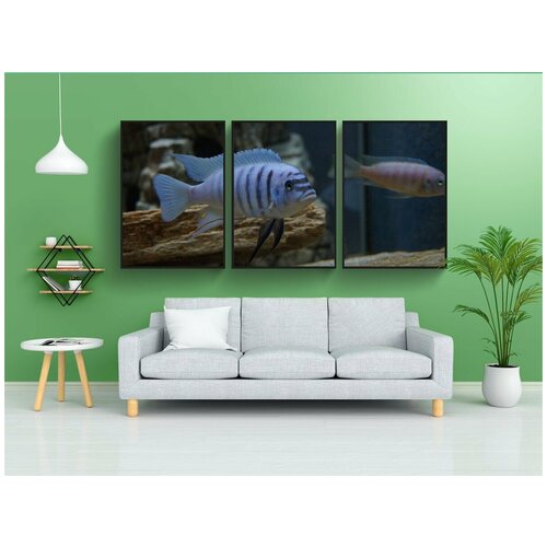 фото Набор модулных постеров для интерьера "метриаклима зебра, малавийский окунь, аквариум" 60x90 см. в тубусе, без рамки lotsprints