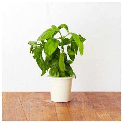 Картридж Click And Grow Basil для умного сада Click And Grow базилик