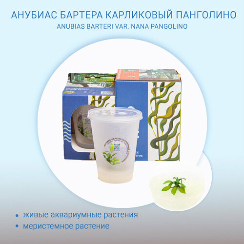 Анубиас бартера карликовый панголино ANUBIAS BARTERI VAR NANA PANGOLINO меристема живые растения in-vitro для аквариума 390₽
