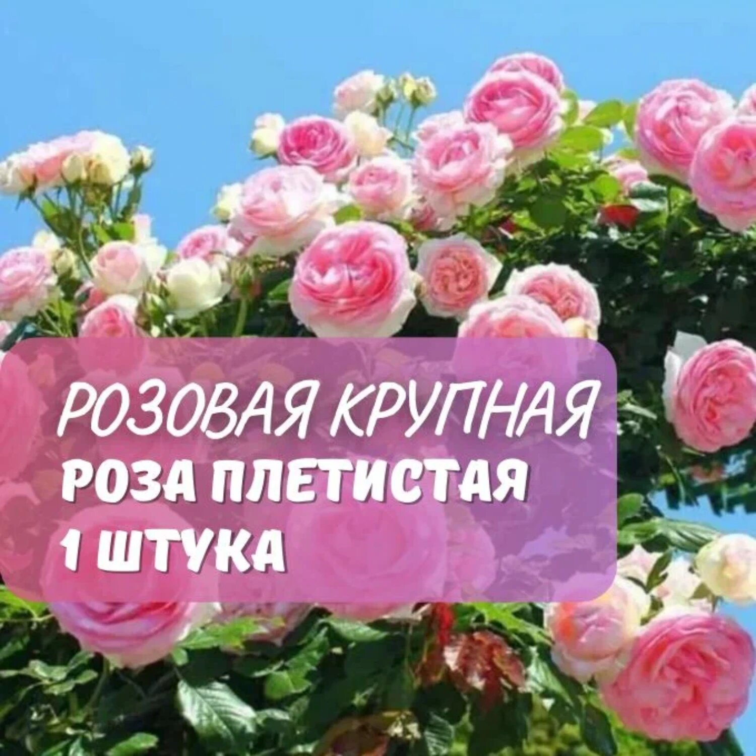Роза плетистая Розовая крупная  1 саж . многолетняя . розовая