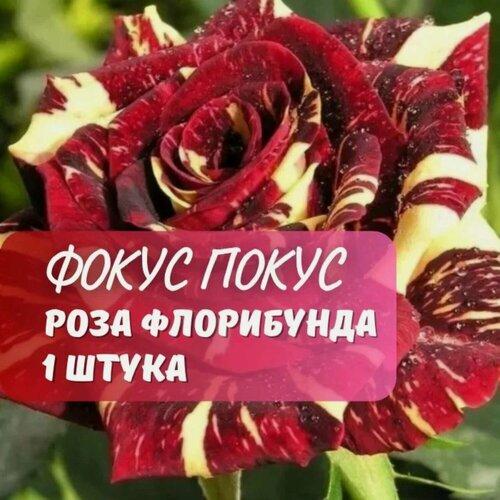 Изображение товара Роза флорибунда "Фокус Покус", 1 саж , многолетняя 30-50 см, желтая, красная