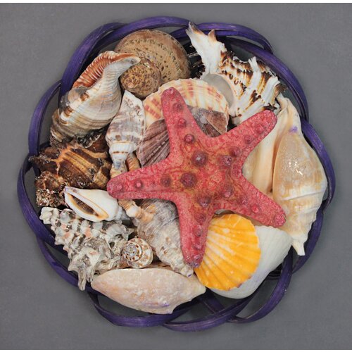 Набор ракушек морских, натуральных для декора, 15 х 7 см