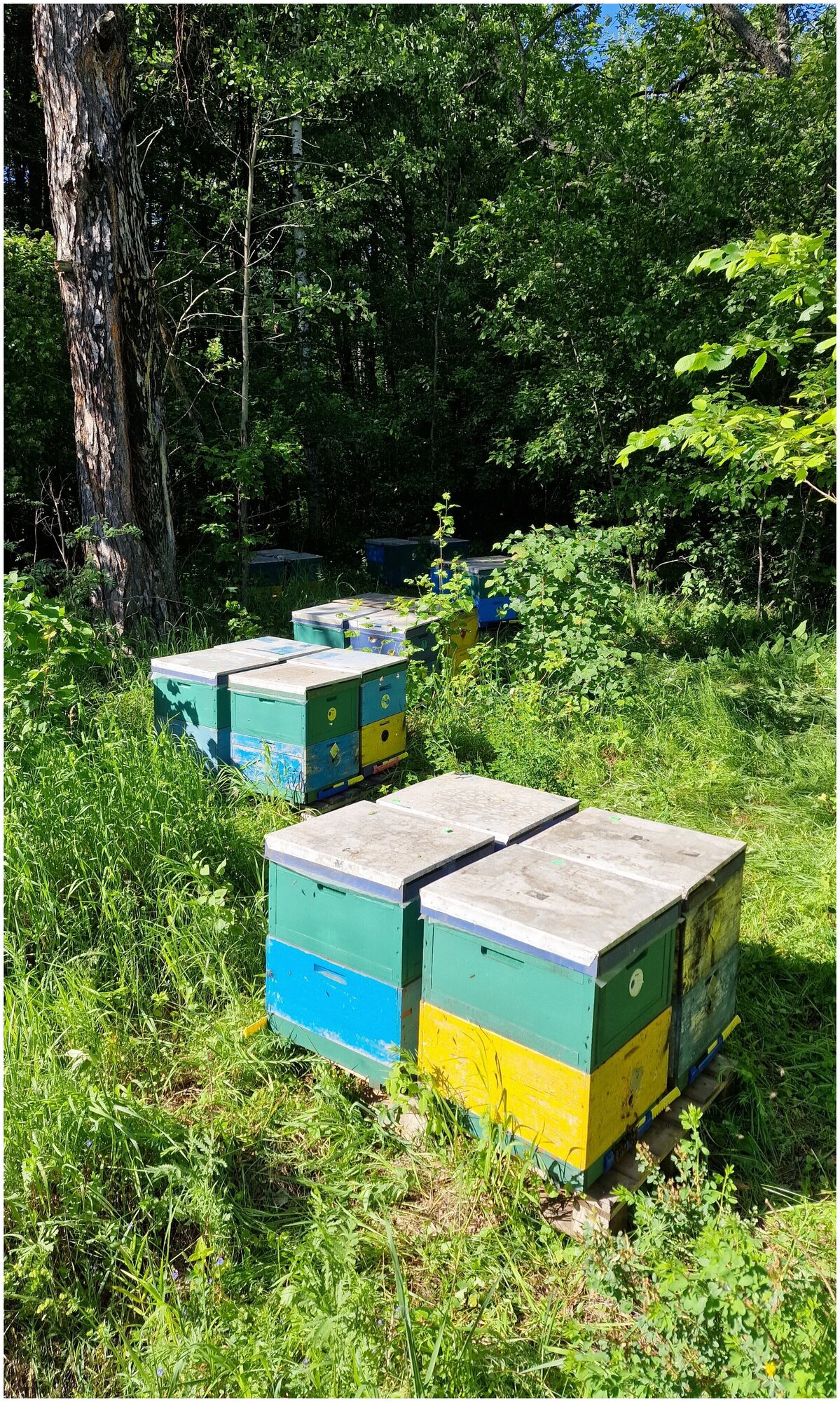 Мёд цветочный натуральный липовый 0,5 кг. / урожай 2022 года / ГОСТ / Honey day - фотография № 4