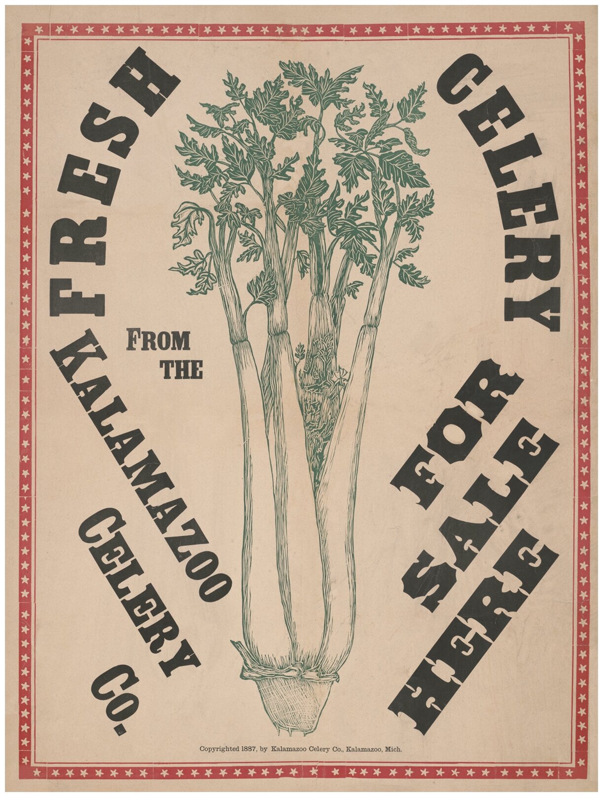 Постер / Плакат / Картина на холсте Celery