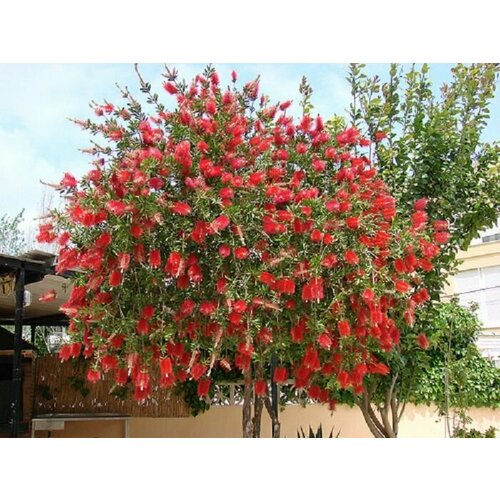 Каллистемон лимонный (лат. Callistemon citrinus) семена 10шт + подарочек