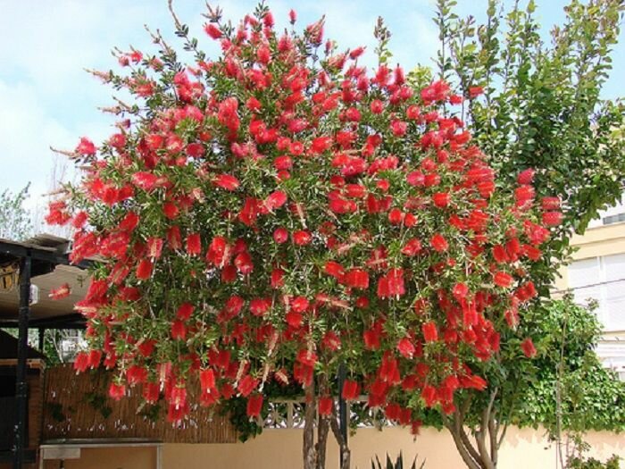 Каллистемон лимонный (лат. Callistemon citrinus) семена 10шт + подарочек