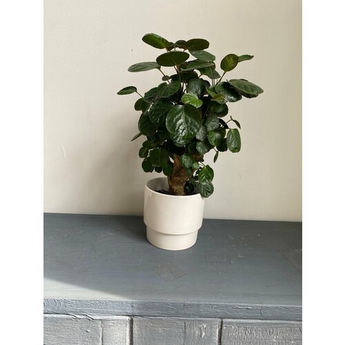 Растение Полисциас Фабиан 1540-45 живой комнатный цветок в горшке 3800₽