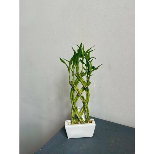 Бамбук плетеный в керамике