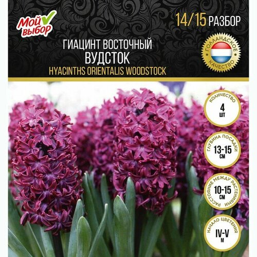 Гиацинт восточный Вудсток, р-р 14/15, 4 шт, Осень 2023