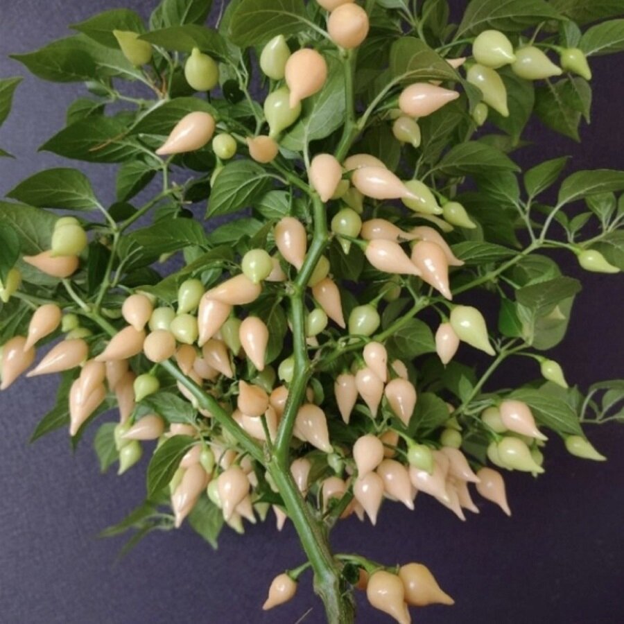 Семена Орешка Перец острый Biquinho Salmon 5 ШТ