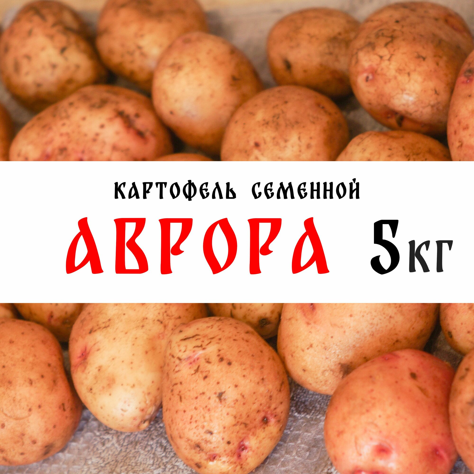 Семенной картофель сорта "Аврора" 5кг, клубни, 1я репродукция