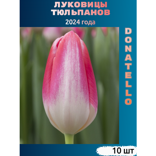 Луковицы тюльпана Donatello (10 шт) тюльпан cherry delight 5 луковиц