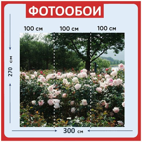 Фотообои Белый роза чистота 300x270 см флизелиновыена стену 3970₽