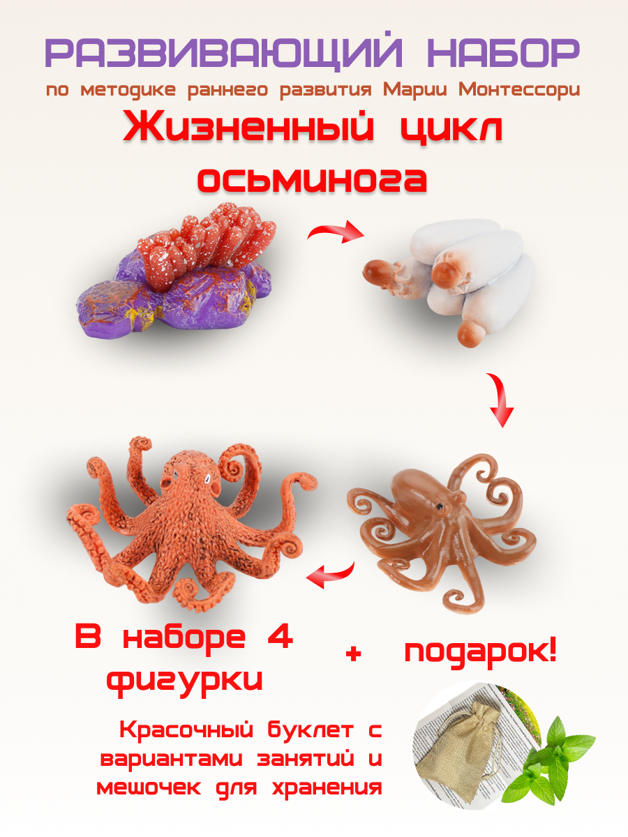 Набор Жизненный цикл осьминога