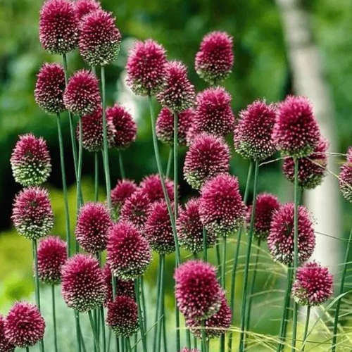 Луковицы Аллиум SPHAEROCEPHALON ( 10 шт )