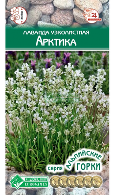 Семена Лаванды узколистной "Арктика" (Lavandula angustifolia Elleganct White) (5 семян)