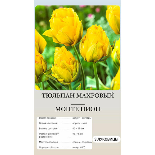 Тюльпан луковицы многолетних цветов