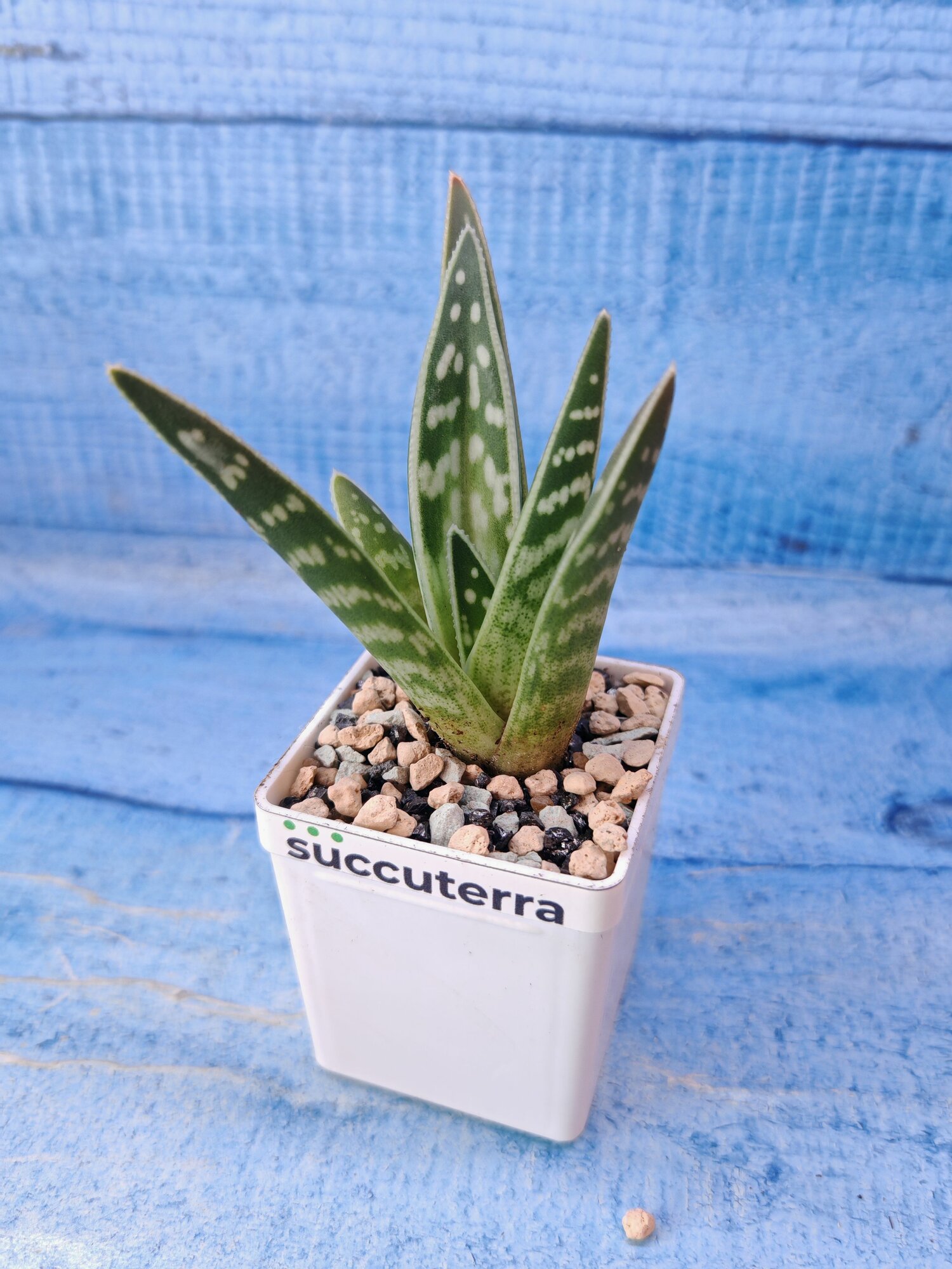 Суккулент Aloe Variegata (Алоэ) Диаметр горшка 5.5 см. Субстрат Succuterra Classic и фирменный горшочек в комплекте.