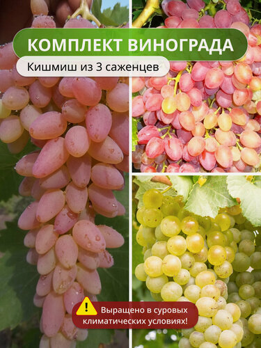 Изображение товара Комплект бессемянного винограда из 3 - х , ранний срок , виноград кишмиш