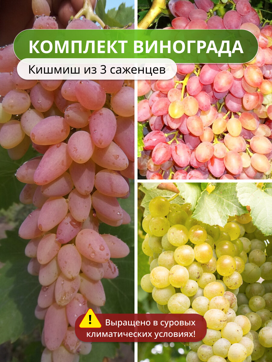Комплект бессемянного винограда из 3 - х  ранний срок  3 саженца