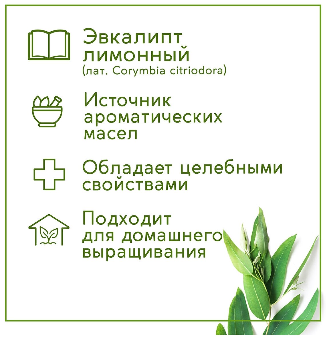 Тысяча листьев: Эвкалипт лимонный Вырасти дерево - фото №6