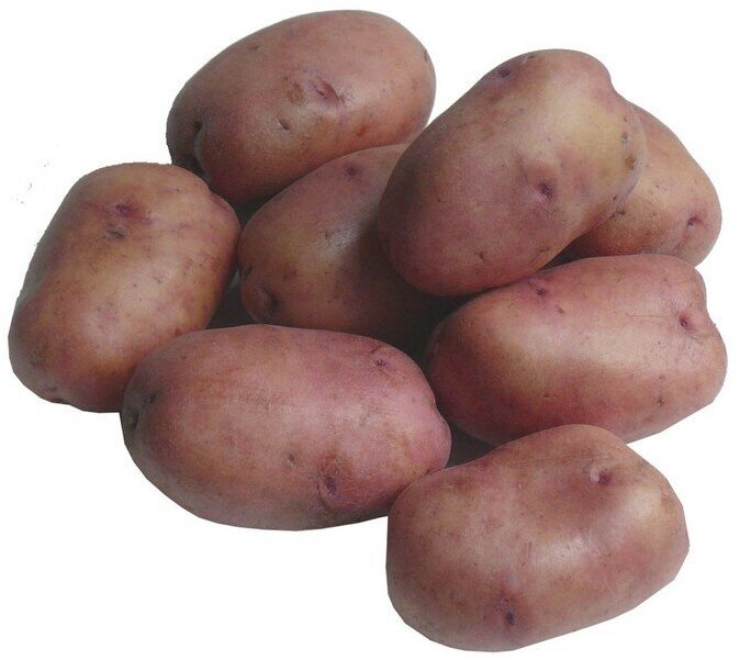 Семенной картофель "Мираж" 2 кг Супер Элита, р/р 28/55 - фотография № 6